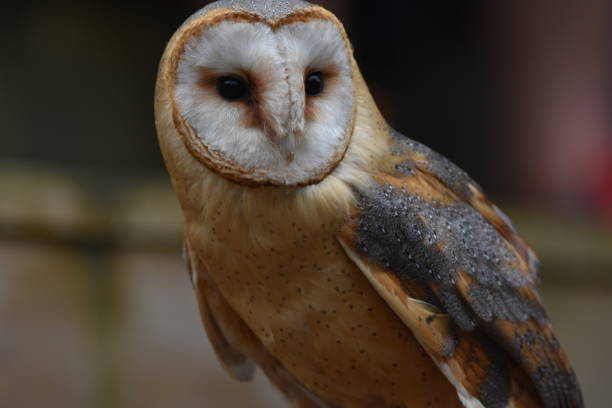 istock A brown and white owl, looking on its left side 2162158450