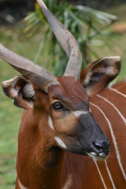 Kruger National Park, South Africa.