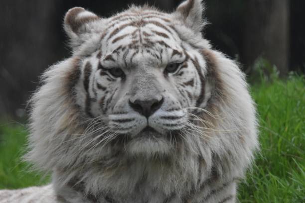 istock A nice white and black tiger, looking in front of him 2162158652