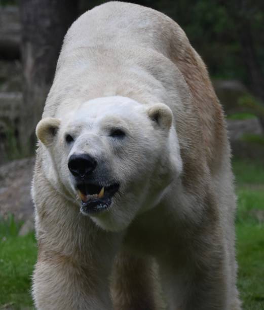 istock A white polar bear opening its mouth into the nature 2162158716