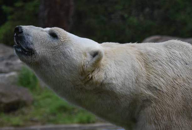 istock A white polar bear moving its head to the top 2162158725