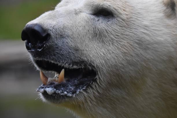 istock The mouth of a white polar bear 2162158727