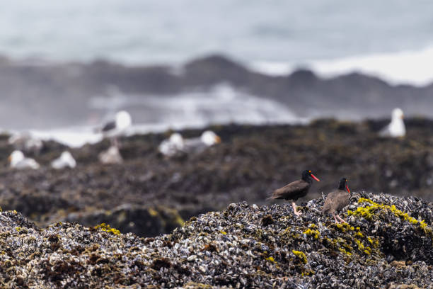 Two Oystercatcher birds  on brerakwater at German Baltic Sea coast
