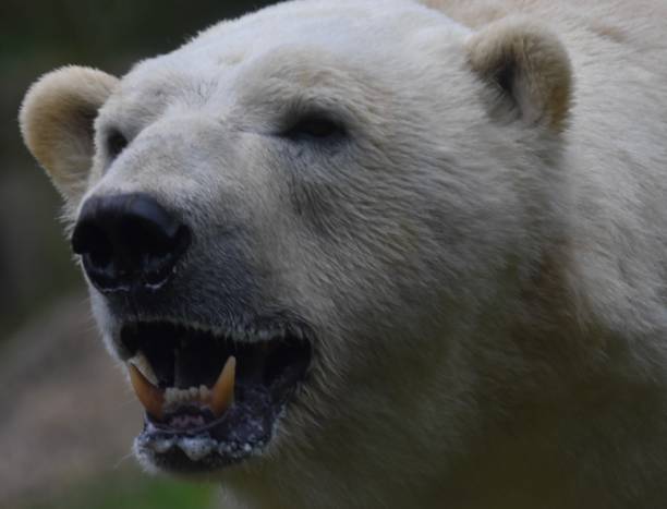 istock A white polar bear opening its mouth and showing its teeth 2162158795