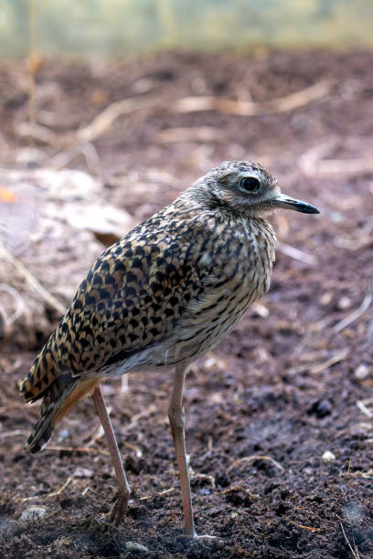 istock Spotted Thick-knee (Burhinus capensis) - Commonly Found in Sub-Saharan Africa 2162159402
