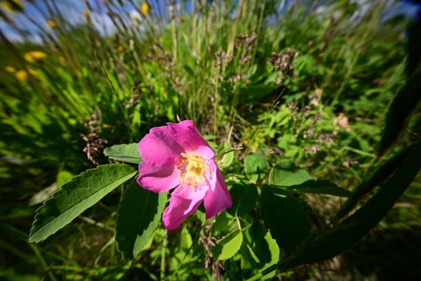 A pink flower grows in green fresh succulent grass and enjoys the sunshine