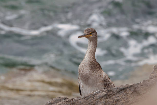 istock A young Cormorant on the rocks. 2162161119