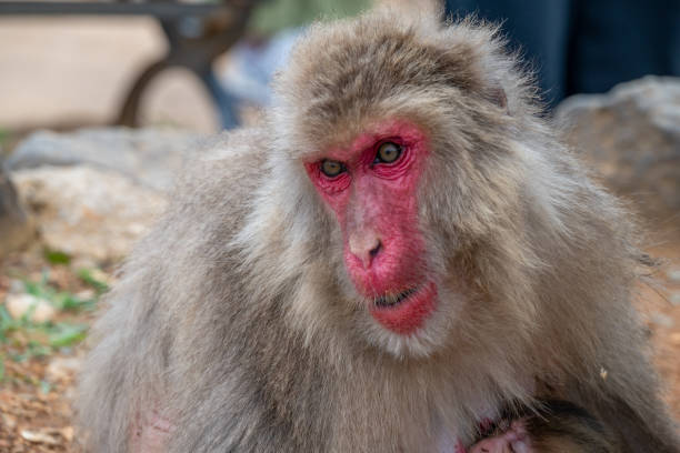 These are wild monkeys at the Monkey Park Iwatayama  on the mountain near Kyoto.