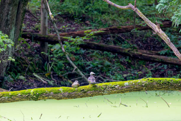 istock The wood duck or Carolina duck (Aix sponsa) 2162163115