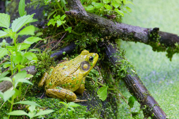 Green frog -Lithobates clamitans (Rana Clamitans) is native to eastern North America.