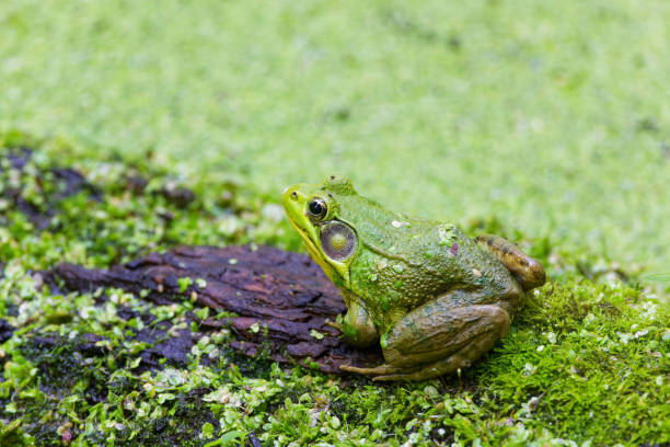 Green frog -Lithobates clamitans (Rana Clamitans) is native to eastern North America.