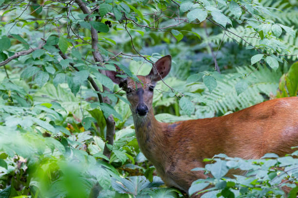 istock White tailed deer or Virginia deer 2162163795