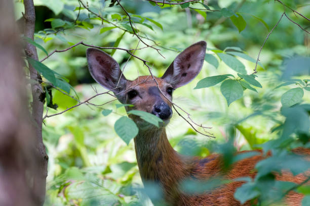 istock White tailed deer or Virginia deer 2162163796