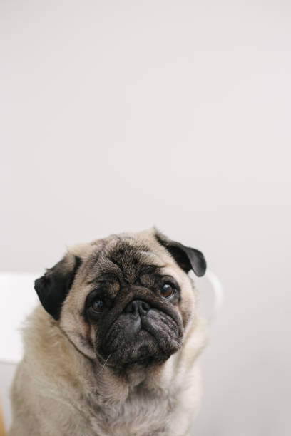 istock pug dog portrait on a white background 2162165463