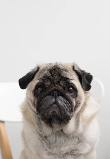 A humorous close-up of a pug dog with its tongue out, licking its own nose. The expression and wrinkles on its face make for a funny and adorable pet portrait. Perfect for themes like funny animals, cute pets, dog lovers, or expressive dog photography.