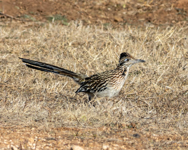 istock Roadrunner at Caprock Canyon State Park 2162165662