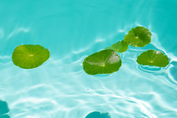 istock Centella asiatica leaves floating on the water 2162166899
