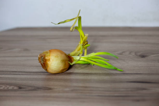 Photo of Fresh New Green Grass on the pot against black background.  Wheat germination and growing time lapse. Wheat is a grass widely cultivated for its seed, a cereal grain which is a worldwide staple food. The many species of wheat together make up the genus Triticum; the most widely grown is common wheat. The archaeological record suggests that wheat was first cultivated in the regions of the Fertile Crescent around 9600 BCE. Botanically, the wheat kernel is a type of fruit called a caryopsis. Wheat is an important source of carbohydrates. Globally, it is the leading source of vegetable protein in human food, having a protein content of about 13%, which is relatively high compared to other major cereals but relatively low in protein quality for supplying essential amino acids. When eaten as the whole grain, wheat is a source of multiple nutrients and dietary fiber.