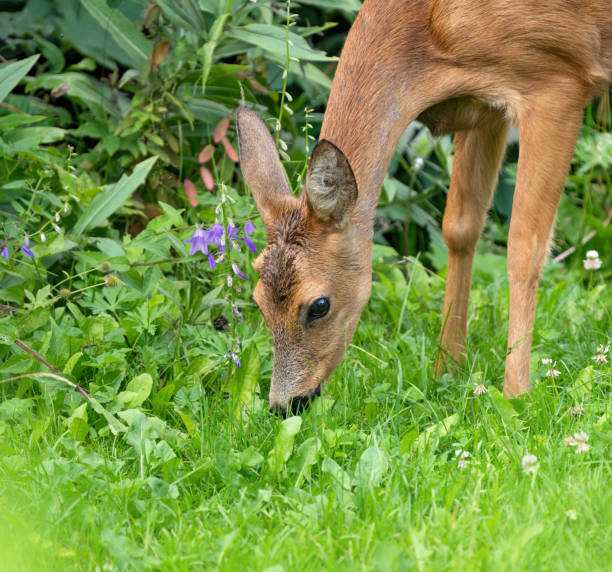 istock Roe deer in a back yard, Oslo Norway 2162167686