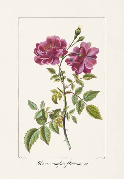 istock Vintage Botanical Flower Illustration of 19th-Century 2162167988