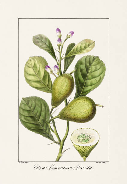 istock Vintage Botanical Flower Illustration of 19th-Century 2162167999