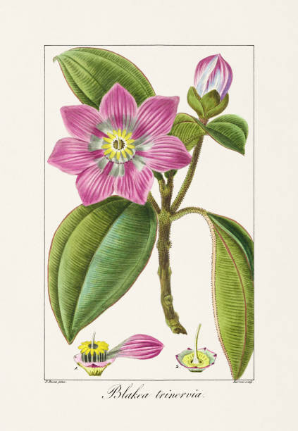 istock Vintage Botanical Flower Illustration of 19th-Century 2162168024