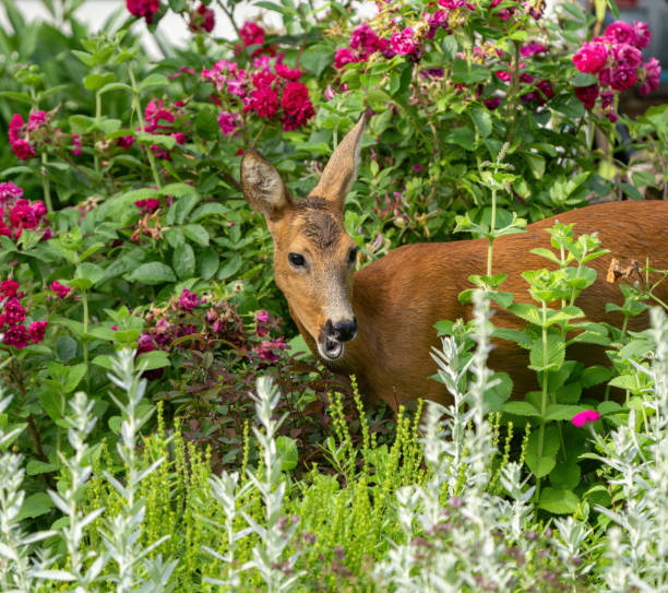 istock Roe deer in a back yard, Oslo Norway 2162169150