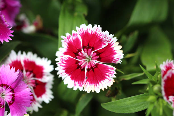 Red Dianthus flower in bloom.