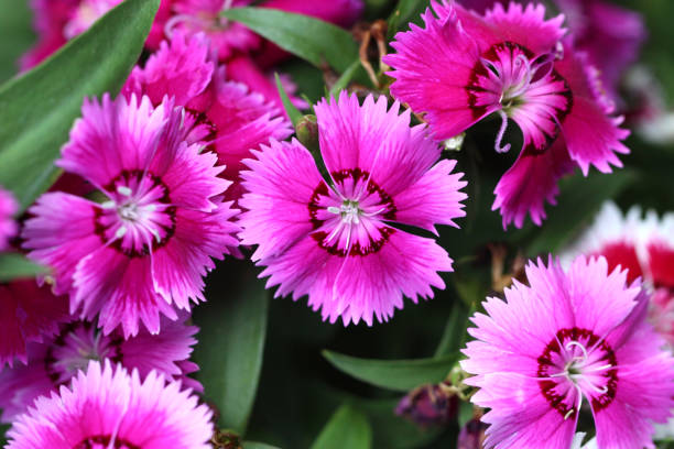 istock Pink Dianthus flower in bloom. 2162169925