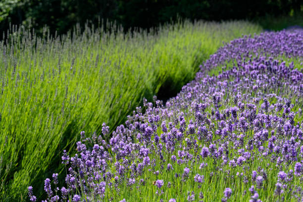istock Sacred mountain lavender farm, Salt Spring Island, BC Canada 2162171522