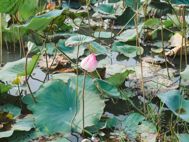 istock lotus in water 2162171725