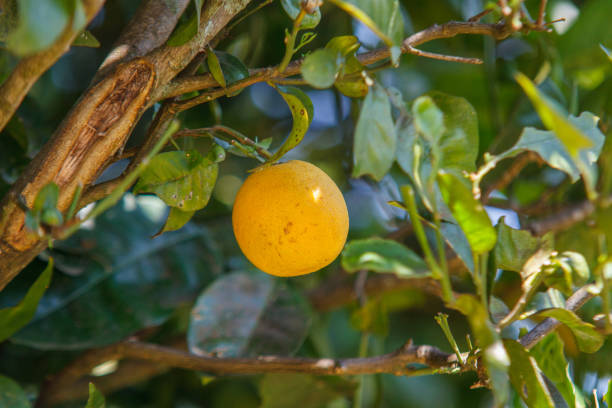 orange on foot outdoors in Rio de Janeiro, Brazil.