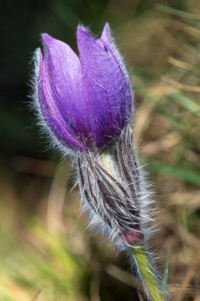 istock greater pasqueflower, pulsatilla grandis 2162173528