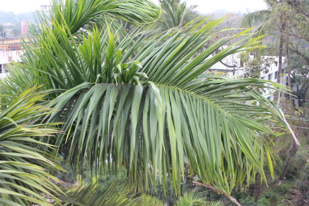 istock close-up of Areca palm leaves 2162174807