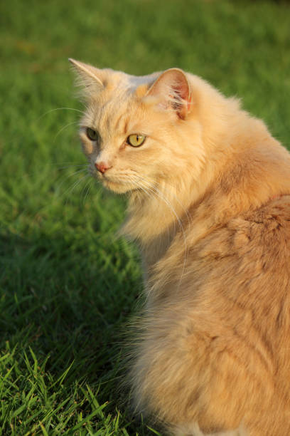 istock Fluffy orange ginger cat sitting on green grass 2162177736