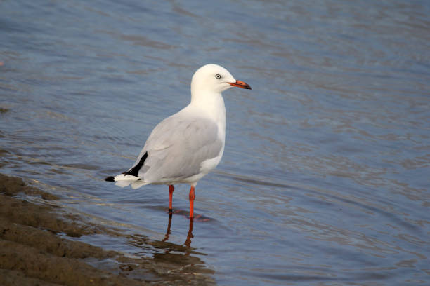 istock Silver Gull seagull bird standing in shallow water 2162178045