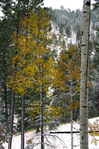 istock Early Snowfall Hyde Memorial State Park New Mexico 2162180100