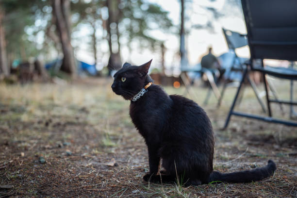 istock Black cat with gps tracker on collar while vacation with owners with camping tents in woods 2162180920