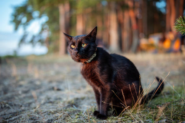 istock Black cat wearing gps tracker on collar during recreation with owners in forest, looking at camera 2162180922
