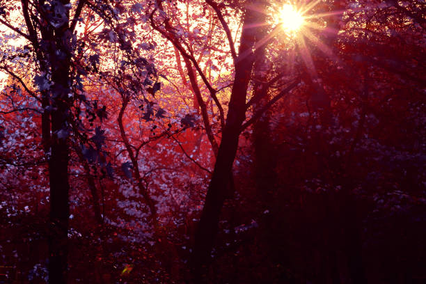 Forest at Sunset: A forest scene at sunset, where sunlight streams through a gap between the trees, creating a tranquil atmosphere.