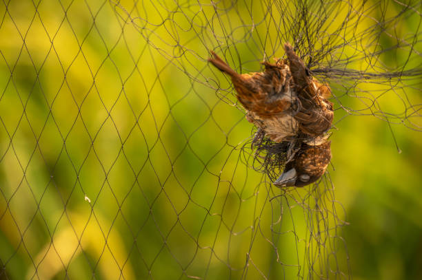 istock Close up of a dead bird trapped in a net. 2162182825