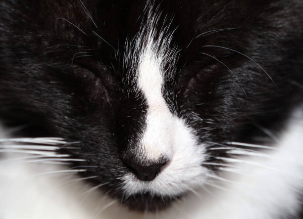 Extreme close up of sleeping tuxedo cat