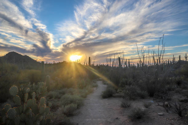 istock Golden Horizons: Captivating Sunrise and Sunset at Saguaro National Park 2162187085