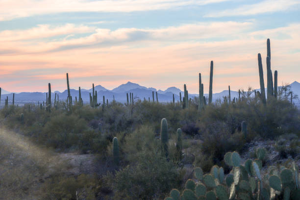 cactus in wild area in Arizona in spring