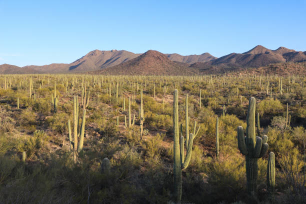 istock Golden Horizons: Captivating Sunrise and Sunset at Saguaro National Park 2162187197