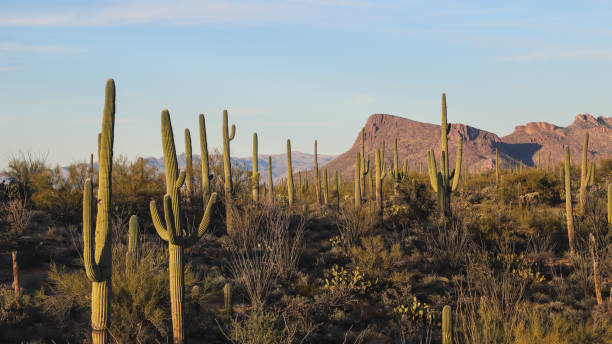 istock Golden Horizons: Captivating Sunrise and Sunset at Saguaro National Park 2162187200