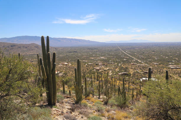 istock Golden Horizons: Captivating Sunrise and Sunset at Saguaro National Park 2162187210