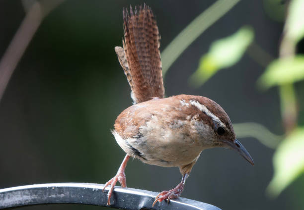 istock A little Wren on the backyard deck 2162187412
