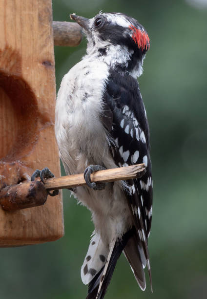 istock A Downy Woodpecker on the backyard deck 2162187415