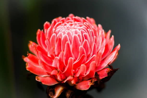istock Beautiful red flowers blooming on black color background. 2162188176